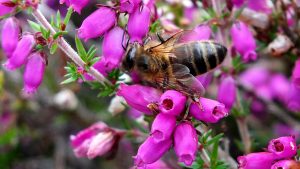 Photo of Bell and bee / Copyright Beelistener.co.uk